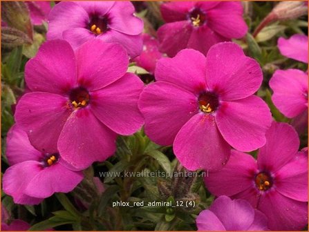 Phlox &#039;Red Admiral&#039; | Vlambloem, Kruipphlox