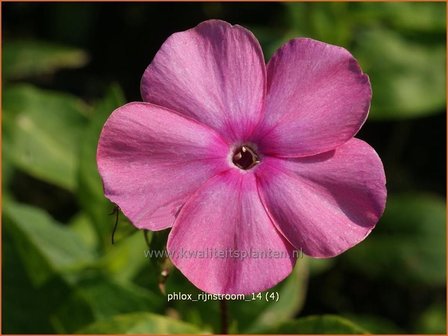 Phlox &#039;Rijnstroom&#039; | Vlambloem