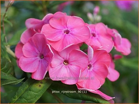 Phlox &#039;Rijnstroom&#039; | Vlambloem