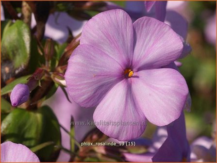 Phlox &#039;Rosalinde&#039; | Vlambloem