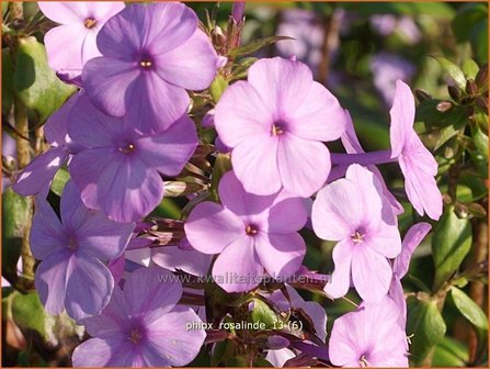 Phlox &#039;Rosalinde&#039; | Vlambloem