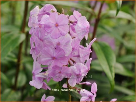 Phlox &#039;Rosalinde&#039; | Vlambloem, Flox, Floks