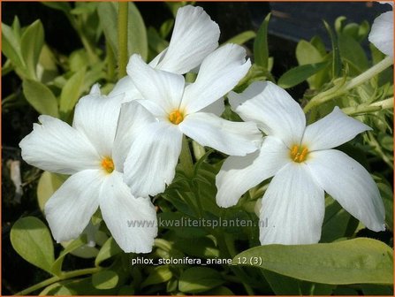 Phlox stolonifera &#039;Ariane&#039; | Vlambloem