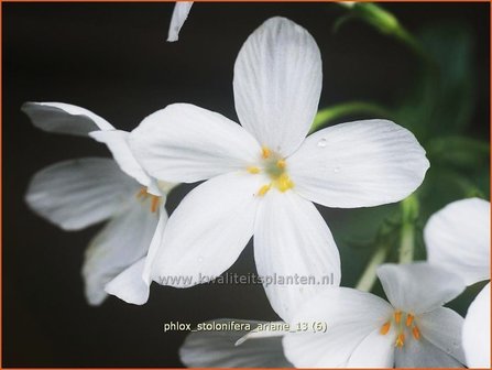 Phlox stolonifera &#039;Ariane&#039; | Vlambloem
