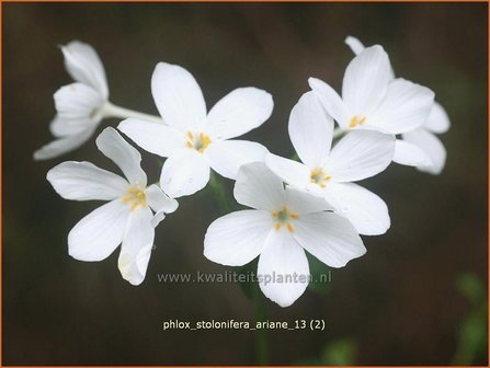 Phlox stolonifera &#039;Ariane&#039; | Vlambloem