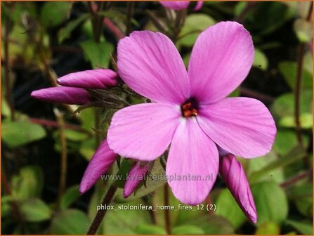 Phlox stolonifera &#039;Home Fires&#039; | Vlambloem