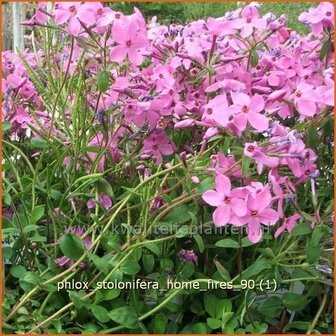 Phlox stolonifera &#039;Home Fires&#039; | Vlambloem