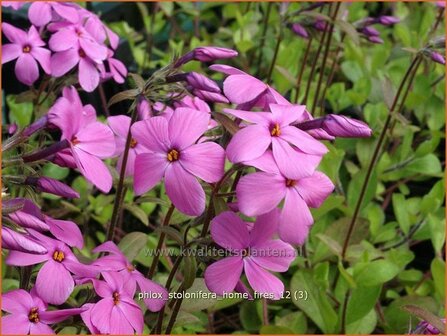 Phlox stolonifera &#039;Home Fires&#039; | Vlambloem