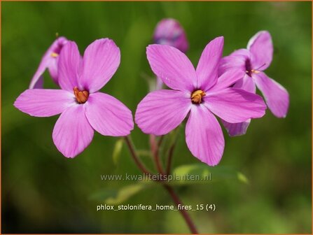 Phlox stolonifera &#039;Home Fires&#039; | Vlambloem, Flox, Floks