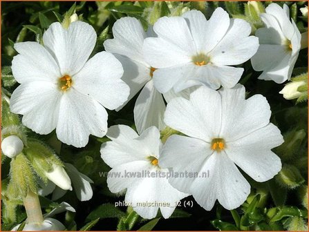 Phlox &#039;Maischnee&#039; | Vlambloem, Kruipphlox