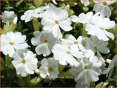 Phlox &#039;Maischnee&#039; | Vlambloem, Kruipphlox