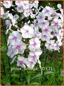 Phlox &#039;Omega&#039; | Vlambloem