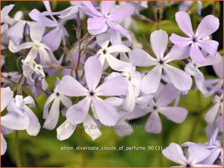 Phlox divaricata &#039;Clouds of Perfume&#039; | Vlambloem, Voorjaarsvlambloem