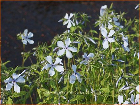 Phlox divaricata &#039;Dirigo Ice&#039; | Vlambloem, Voorjaarsvlambloem