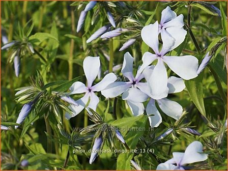 Phlox divaricata &#039;Dirigo Ice&#039; | Vlambloem, Voorjaarsvlambloem