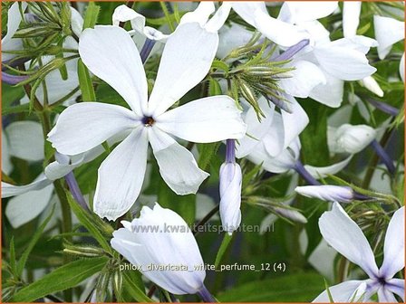 Phlox divaricata &#039;White Perfume&#039; | Voorjaarsvlambloem, Vlambloem, Flox, Floks | Wald-Flammenblume