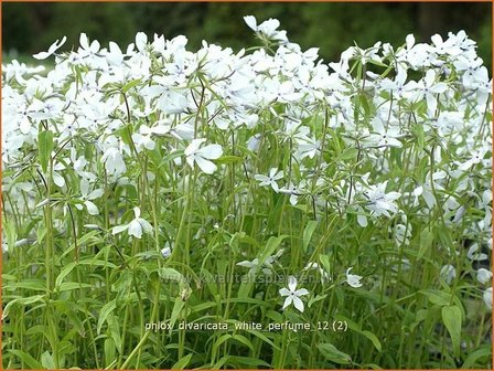 Phlox divaricata &#039;White Perfume&#039; | Voorjaarsvlambloem, Vlambloem, Flox, Floks | Wald-Flammenblume
