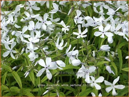 Phlox divaricata &#039;White Perfume&#039; | Voorjaarsvlambloem, Vlambloem, Flox, Floks | Wald-Flammenblume
