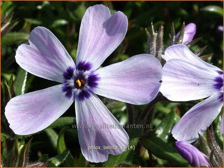 Phlox &#039;Benita&#039; | Vlambloem, Kruipphlox