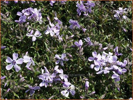 Phlox &#039;Benita&#039; | Vlambloem, Kruipphlox