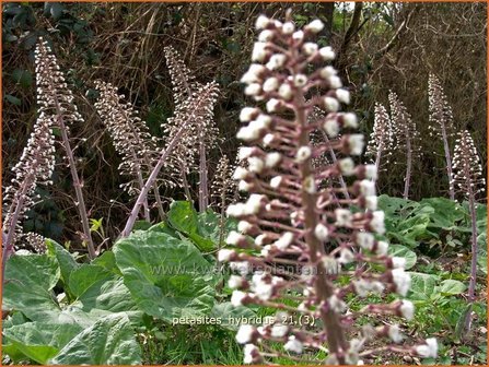 Petasites hybridus | Groot hoefblad, Allemansverdriet, Pestwortel, Hoefblad | Gew&ouml;hnliche Pestwurz