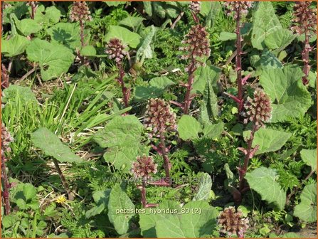 Petasites hybridus | Groot hoefblad, Allemansverdriet, Pestwortel, Hoefblad | Gew&ouml;hnliche Pestwurz