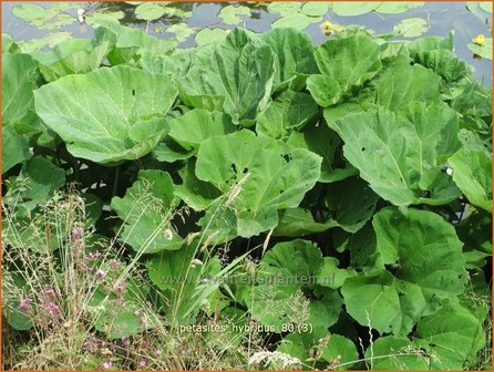 Petasites hybridus | Groot hoefblad, Allemansverdriet, Pestwortel, Hoefblad | Gew&ouml;hnliche Pestwurz