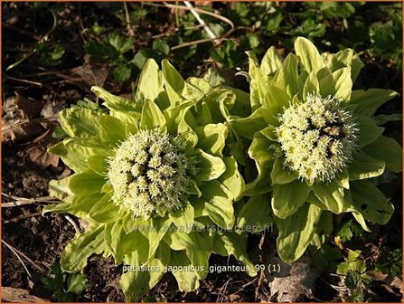 Petasites japonicus &#039;Giganteus&#039; | Japans hoefblad, Allemansverdriet, Pestwortel, Hoefblad | Japanische Pestwurz