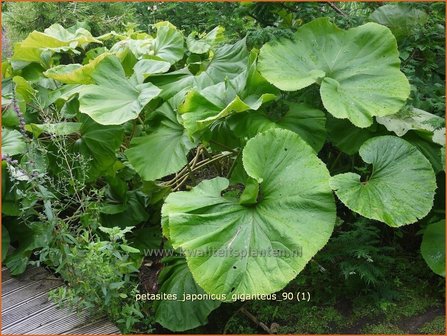 Petasites japonicus 'Giganteus' | Japans hoefblad, Allemansverdriet, Pestwortel, Hoefblad | Japanische Pestwurz