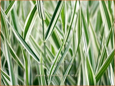 Phalaris arundinacea &#039;Picta&#039; | Rietgras, Kanariegras