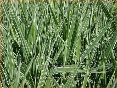 Phalaris arundinacea &#039;Picta&#039; | Rietgras, KanariegrasPhalaris arundinacea &#039;Picta&#039; | Rietgras, Kanari
