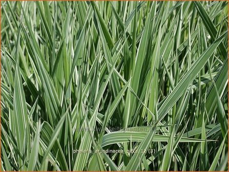 Phalaris arundinacea &#039;Picta&#039; | Rietgras, KanariegrasPhalaris arundinacea &#039;Picta&#039; | Rietgras, Kanari