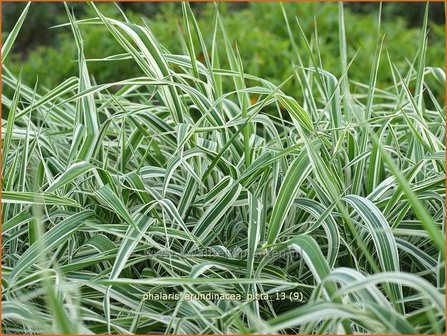 Phalaris arundinacea &#039;Picta&#039; | Rietgras, Kanariegras