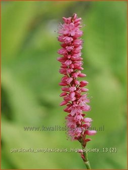 Persicaria amplexicaulis &#039;High Society&#039; | Duizendknoop, Adderwortel