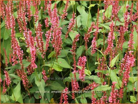 Persicaria amplexicaulis &#039;Orange Field&#039; | Duizendknoop, Adderwortel