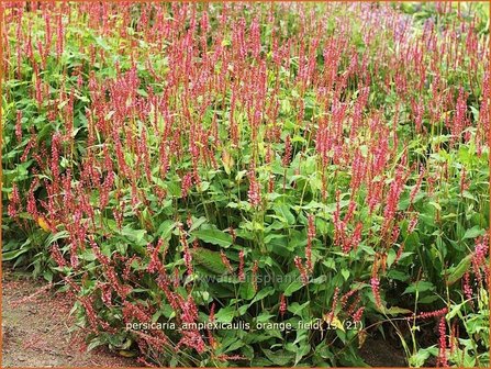 Persicaria amplexicaulis &#039;Orange Field&#039; | Duizendknoop, Adderwortel