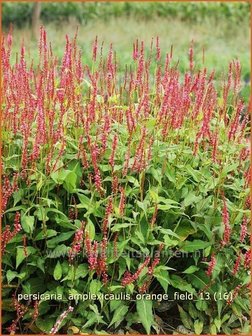 Persicaria amplexicaulis &#039;Orange Field&#039; | Duizendknoop, Adderwortel