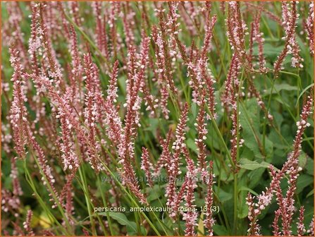 Persicaria amplexicaulis &#039;Rosea&#039; | Duizendknoop, Adderwortel