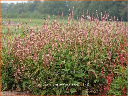 Persicaria amplexicaulis &#039;Rosea&#039; | Duizendknoop, Adderwortel