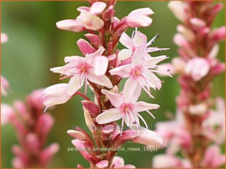 Persicaria amplexicaulis &#039;Rosea&#039; | Duizendknoop, Adderwortel