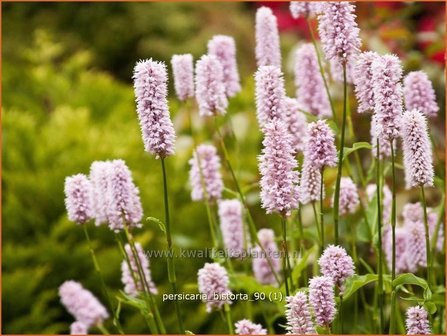 Persicaria bistorta | Duizendknoop, Adderwortel