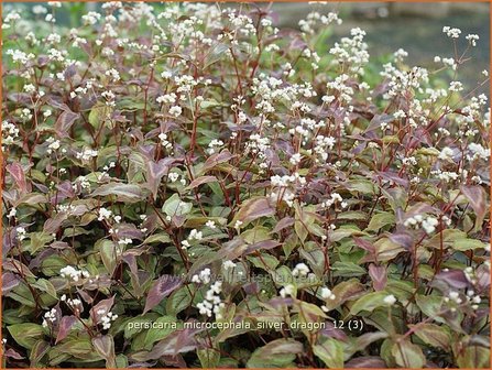 Persicaria microcephala &#039;Silver Dragon&#039; | Duizendknoop, Adderwortel