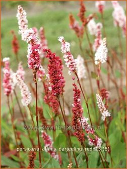 Persicaria affinis &#039;Darjeeling Red&#039; | Duizendknoop, Adderwortel