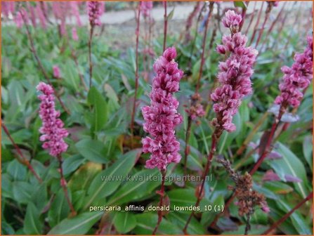 Persicaria affinis &#039;Donald Lowndes&#039; | Duizendknoop, Adderwortel