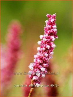 Persicaria affinis &#039;Superba&#039; | Duizendknoop, AdderwortelPersicaria affinis &#039;Superba&#039; | Duizendknoop