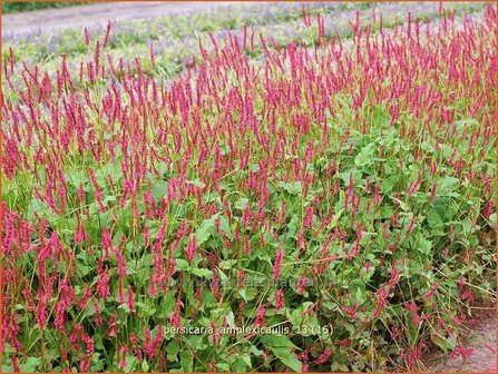 Persicaria amplexicaulis | Doorgroeide duizendknoop, Adderwortel, Duizendknoop | Kerzenkn&ouml;terich | Mountain Fleece