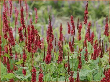 Persicaria amplexicaulis &#039;Blackfield&#039; | Doorgroeide duizendknoop, Adderwortel, Duizendknoop | Kerzenkn&ouml;ter