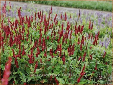 Persicaria amplexicaulis &#039;Blackfield&#039; | Doorgroeide duizendknoop, Adderwortel, Duizendknoop | Kerzenkn&ouml;ter