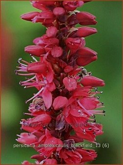 Persicaria amplexicaulis 'Blackfield' | Doorgroeide duizendknoop, Adderwortel, Duizendknoop | Kerzenknöter