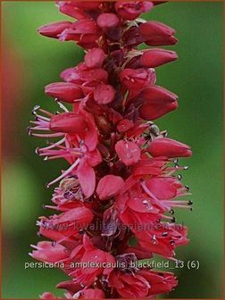 Persicaria amplexicaulis &#039;Blackfield&#039; | Doorgroeide duizendknoop, Adderwortel, Duizendknoop | Kerzenkn&ouml;ter